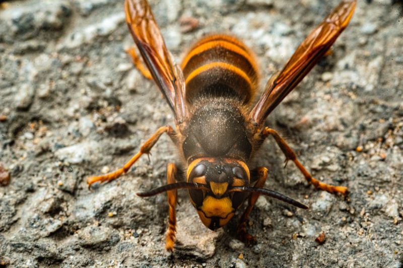 Signs You Have A Wasp, Hornet, Or Yellow Jacket Problem