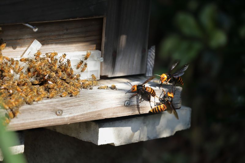 Wasp-Free Outdoor Space