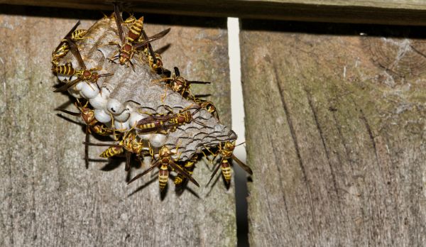 Emergency Wasp Removal - Emergency Wasp Removal Cumming, Georgia